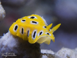 Very small 'Phyllidia' sea slug (approx 5mm) - Sanur, Bal... by Marco Waagmeester 